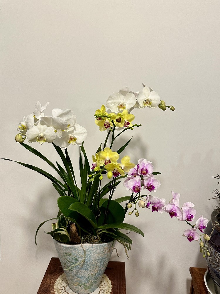 金华探望病人送什么花？慰问花礼选择与讲究