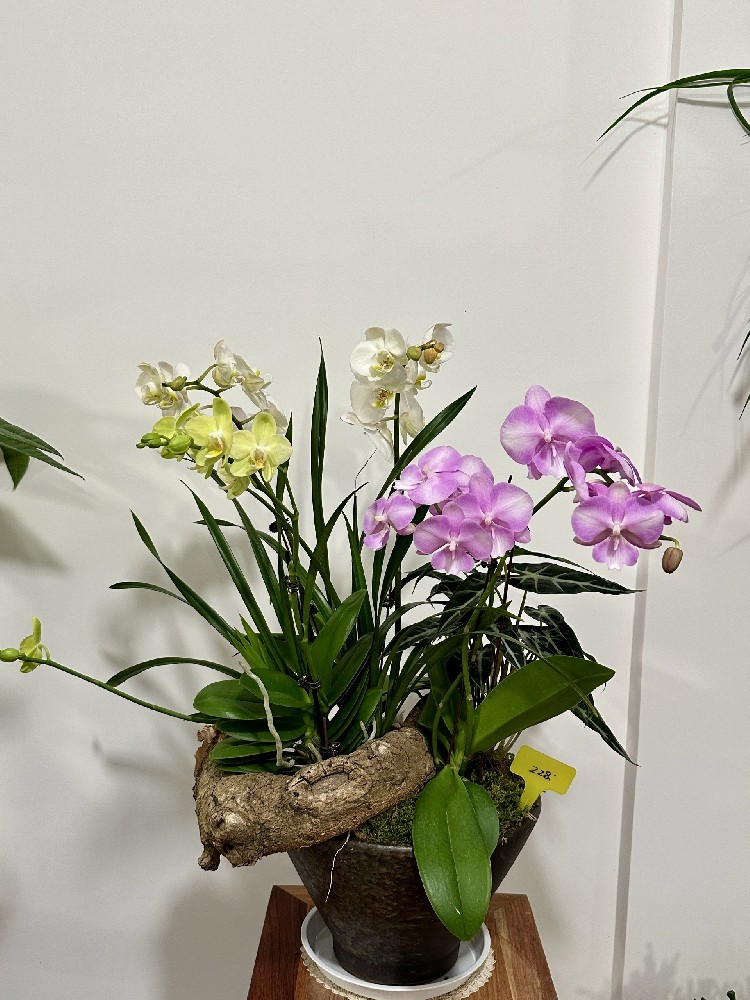 金华蝴蝶兰去哪买？梅丽格花圃蝴蝶兰专营选购与养护指南